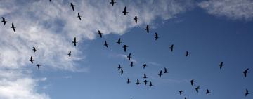 Скандал із «діагностичним відстрілом» птахів: рішення ухвалювали без обґрунтувань і спускали на місця без роздумів